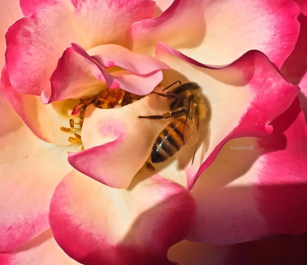 honey bee-rose-SwittersB-Portland