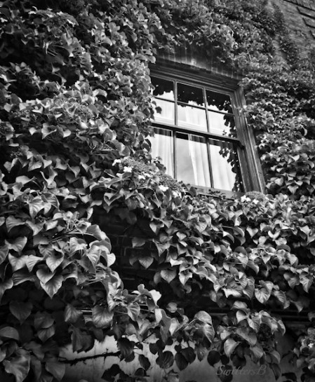 ivy-window-memories-SwittersB