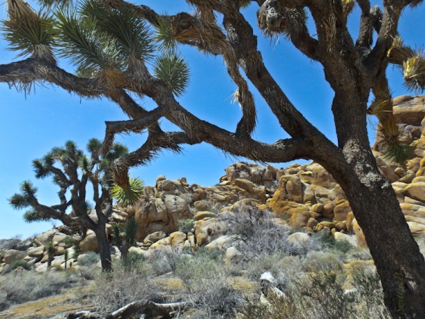 joshua tree, california, mojave desert, SwittersB