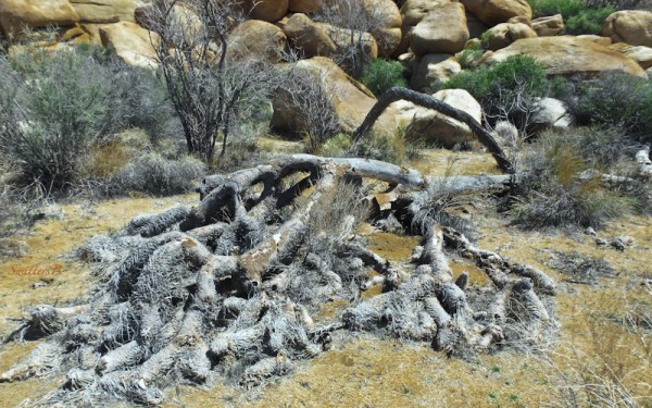 joshua tree down-SwittersB