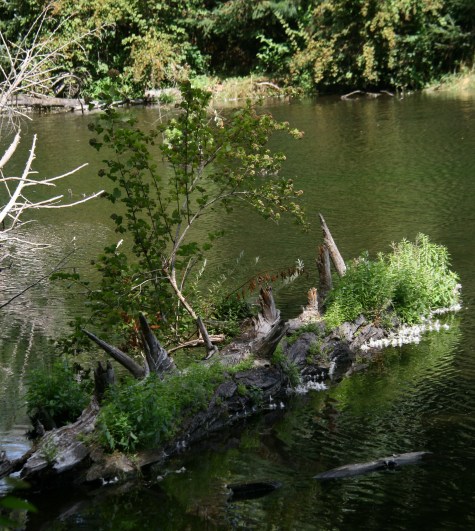 life clinging-pond-SwittersB-Reed