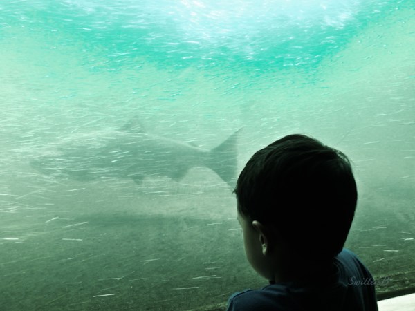 bonneville dam, fish, Maddox, SwittersB