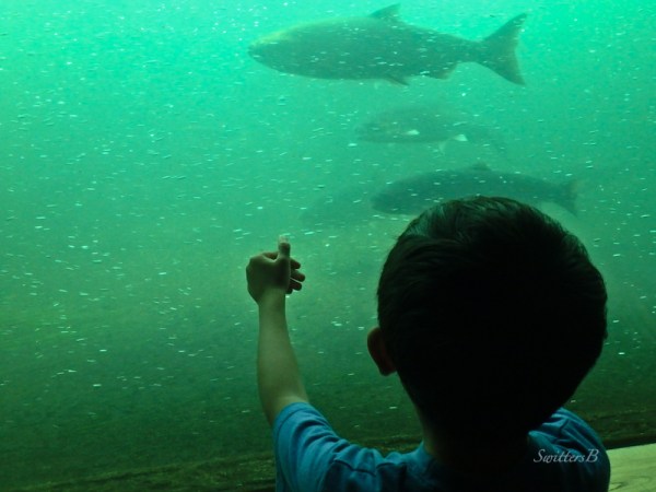 salmon, Bonneville Dam fish ladder, Maddox, SwittersB