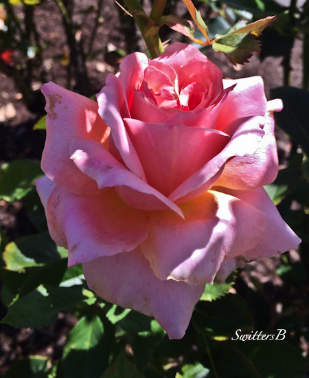 morning light-rose-beauty-garden-SwittersB