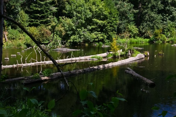 Reed Canyon-lake-pond-Portland-SwittersB