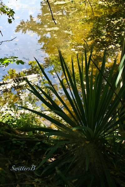 Reed Canyon-reflections-pond-SwittersB