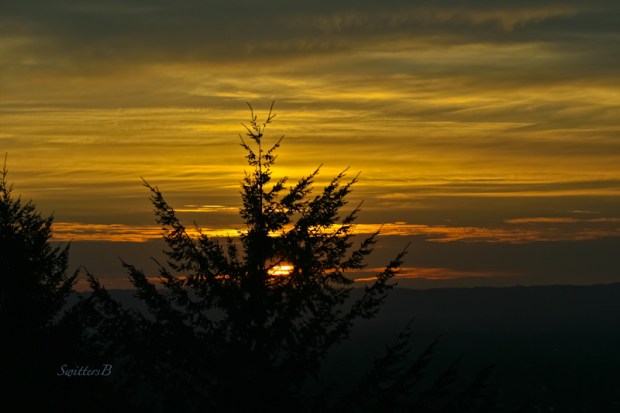 Rocky Butte-tree-sunset-Portland-SwittersB