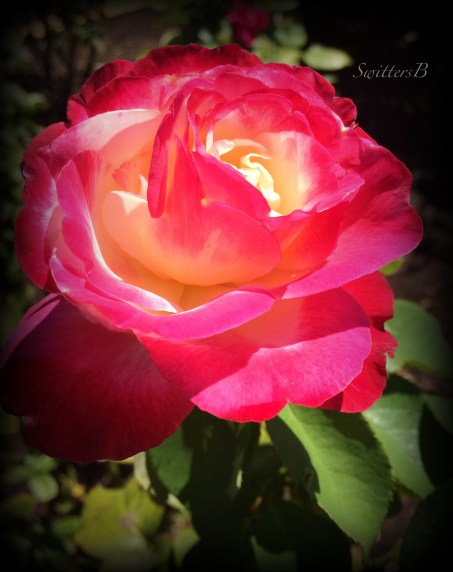 rose-garden-Portland-SwittersB