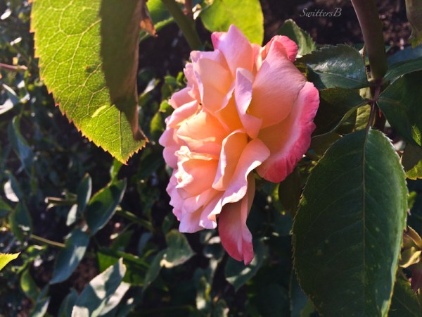 rose-morning light-rose leaves-SwittersB