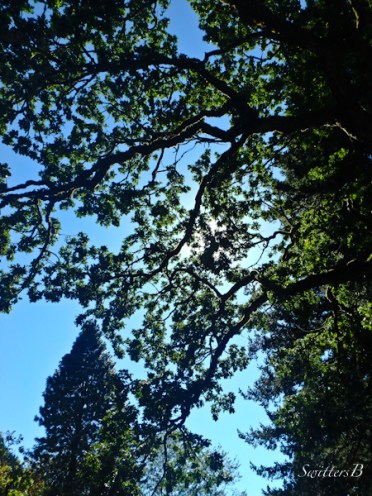 Bonneville, Tree, Shade, SwittersB