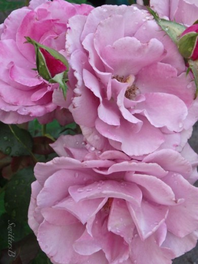 lavender rose-Mom's-front yard-SwittersB