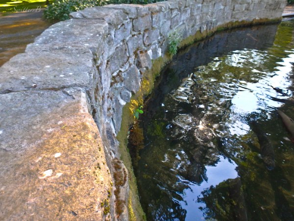 trout pond-wall-Bonneville-SwittersB-fish