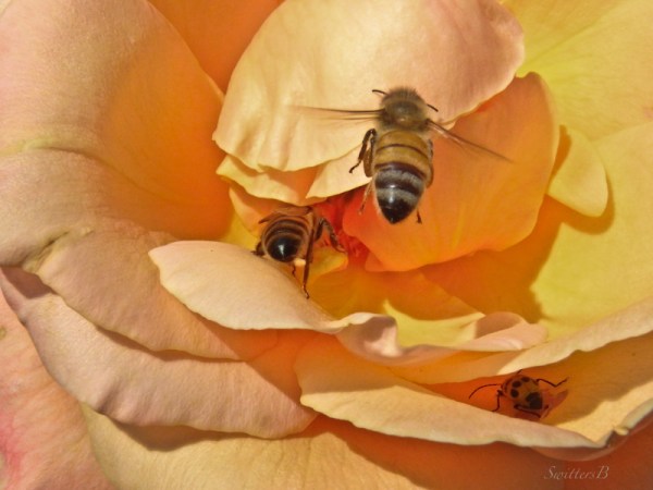 honey bees, rose, SwittersB