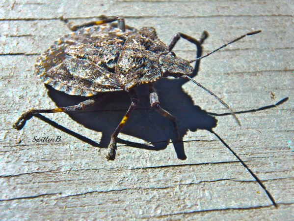 Asian Stink Bug-Invasive-Nuisance-Garden-SwittersB