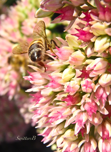 Bee Wings-Sedum-SwittersB