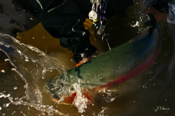 Big Fish-Thrashing-SwittersB-TMuncy-Oregon