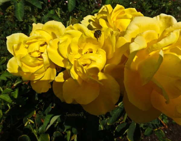 yellow roses-bee-SwittersB