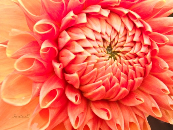 dahlia, unfolding, garden, SwittersB