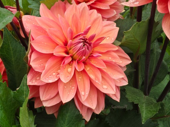 dahlia-Nicholas-swan island dahlia-SwittersB