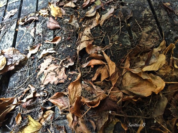deck-old leaves-dry-SwittersB
