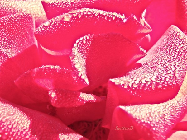 Dew drops, Diamonds, Rose, Petals, SwittersB