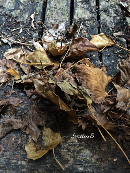 dry leaves and old boards-SwittersB