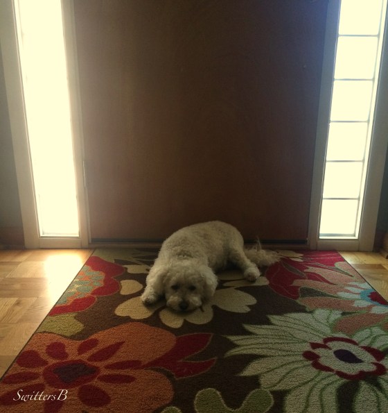 Harley-Dog-Waiting-Door-SwittersB