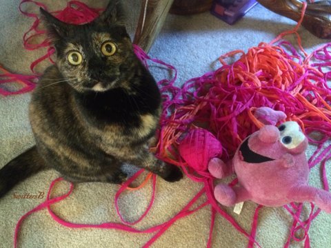 Ninnie-Cat-Yarn-Mr. Bubbles-SwittersB