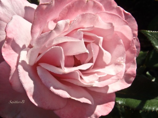 pink rose-dew drops-morning-SwittersB