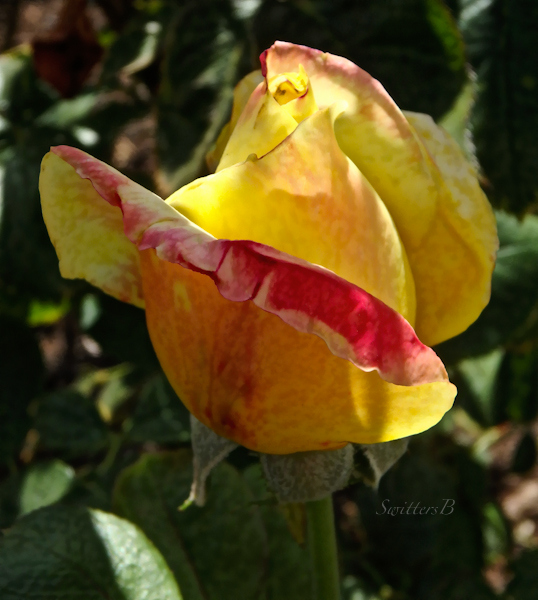 rose bud, morning light, garden, SwittersB