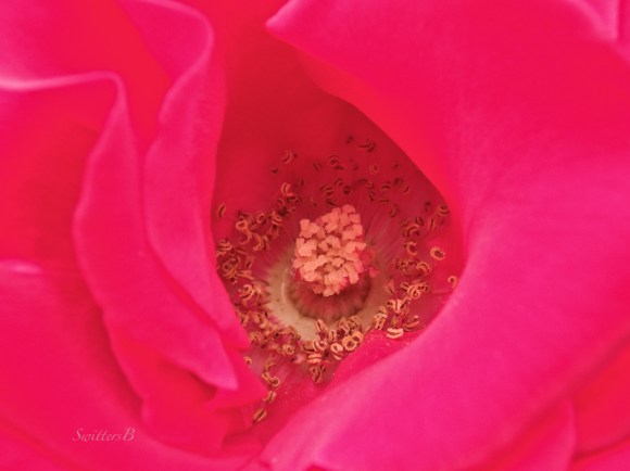 center red rose-garden-SwittersB