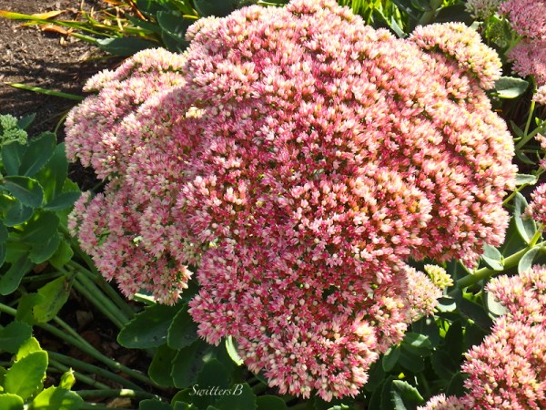sedum-SwittersB