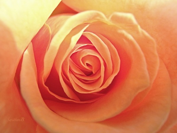 Spiral Rose-Neverending love-rose-photo-SwittersB