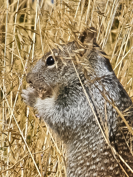 squirrel eating-SwittersB