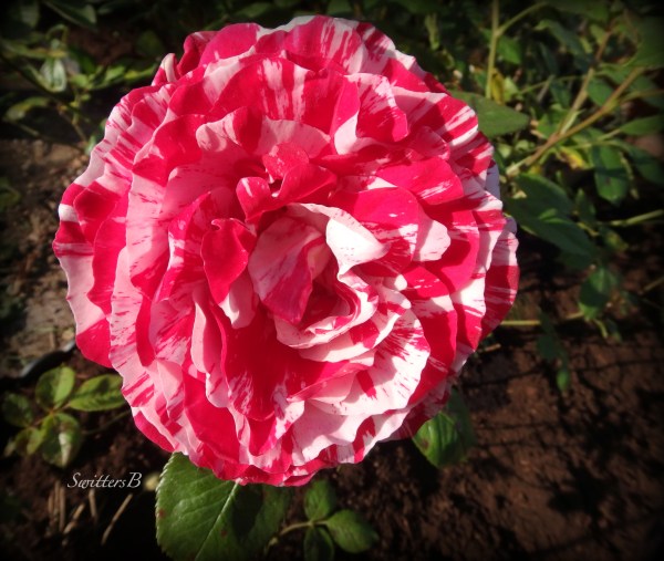 Red & white rose, backyard, SwittersB