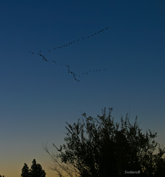 Geese-southbound-dusk-photo-Oregon-SwittersB-2
