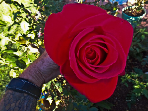 garden, red rose, SwittersB