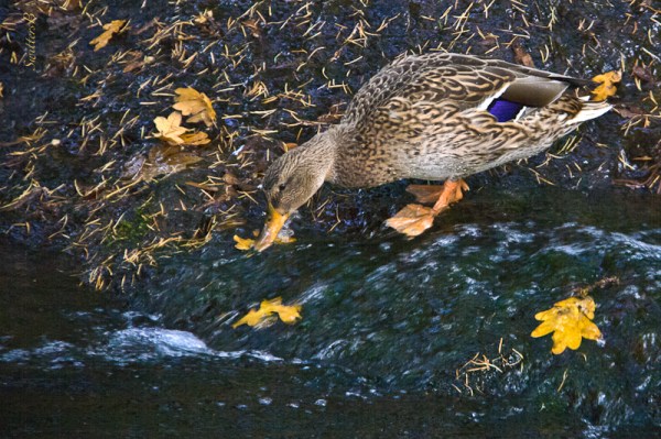 Mallard Duck-female-drinking-Oregon-SwittersB