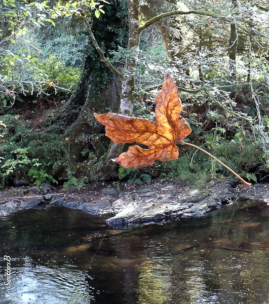 maple leaf-spider web-SwittersB