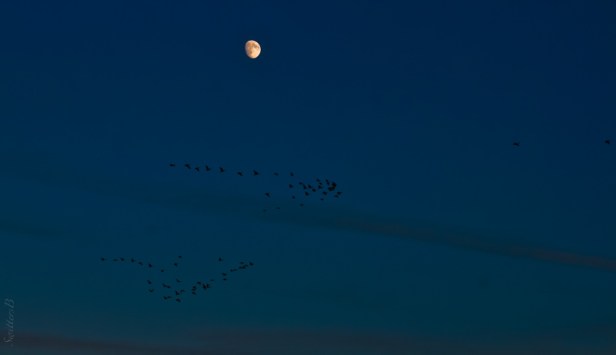 moon-geese-flight-flock-leaders-SwittersB