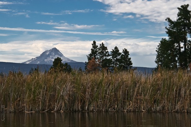 Mt. Hood-reeds-lake-Oregon-SwittersB