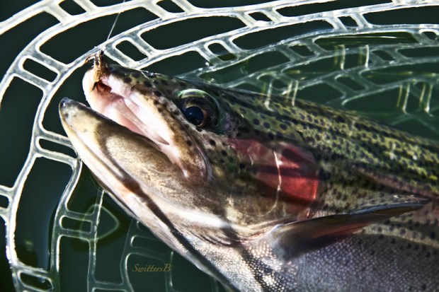Rainbow Trout-fly fishing-net-fly-SwittersB