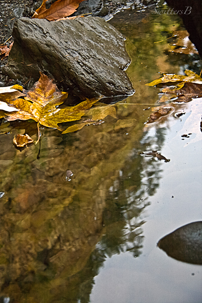 reflection-leaf-water-SwittersB