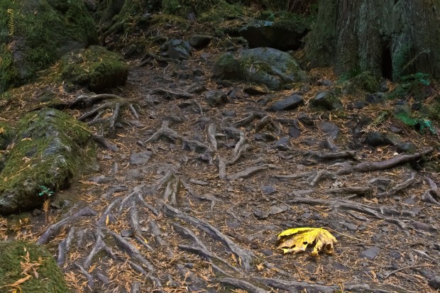 Roots & Leaf-Oregon-SwittersB-2