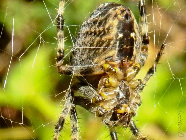 SwittersB-spider-web