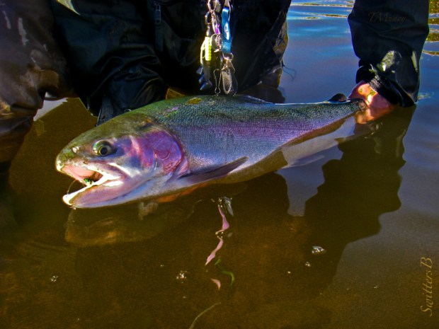swittersb--rainbow trout-tony muncy-SwittersB-Oregon
