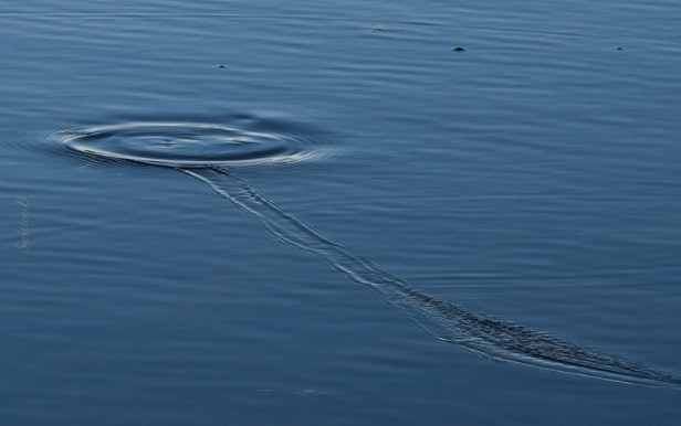 the moment-take-fly-leader-fish-SwittersB