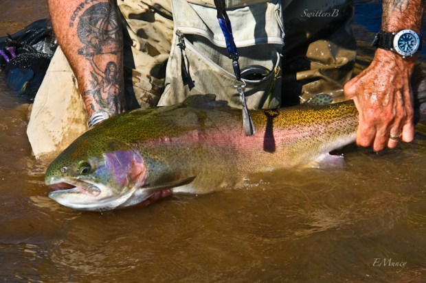 trout release-Evan Muncy-photo-fish-Oregon-SwittersB
