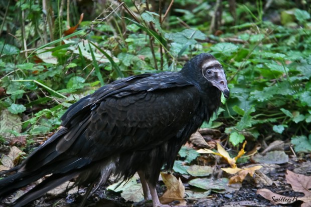 Turkey vulture-Gorge-Oregon-SwittersBJPG