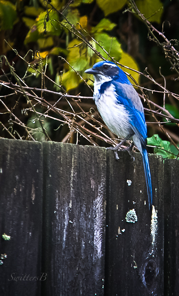 western scrub jay--bird-Oregon-SwittersB